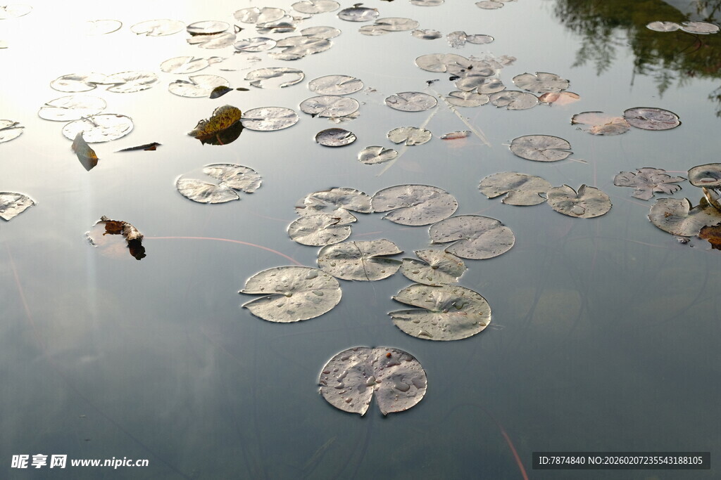 水面漂浮的荷叶与杂物