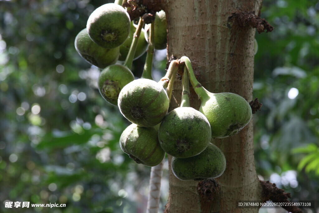 树上的青绿色果实