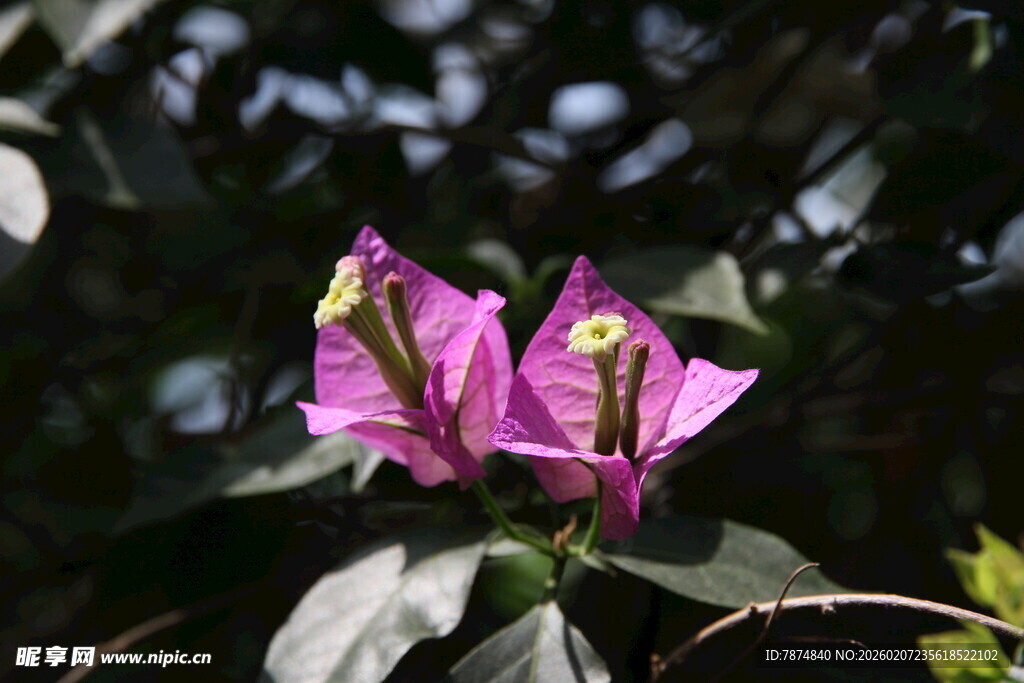 娇艳三角梅绽放