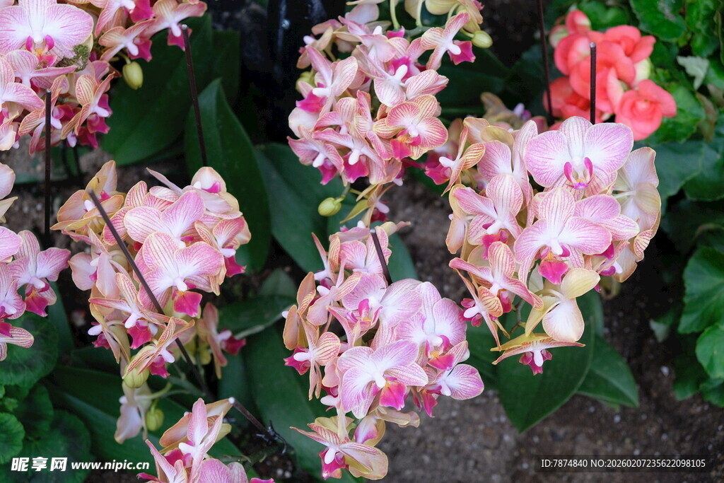 娇艳多姿的粉色兰花绽放