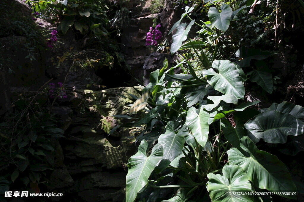 岩壁上的繁茂绿植