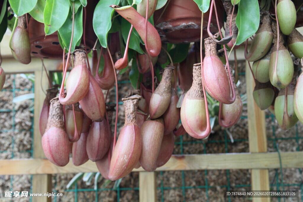 悬挂的美丽猪笼草