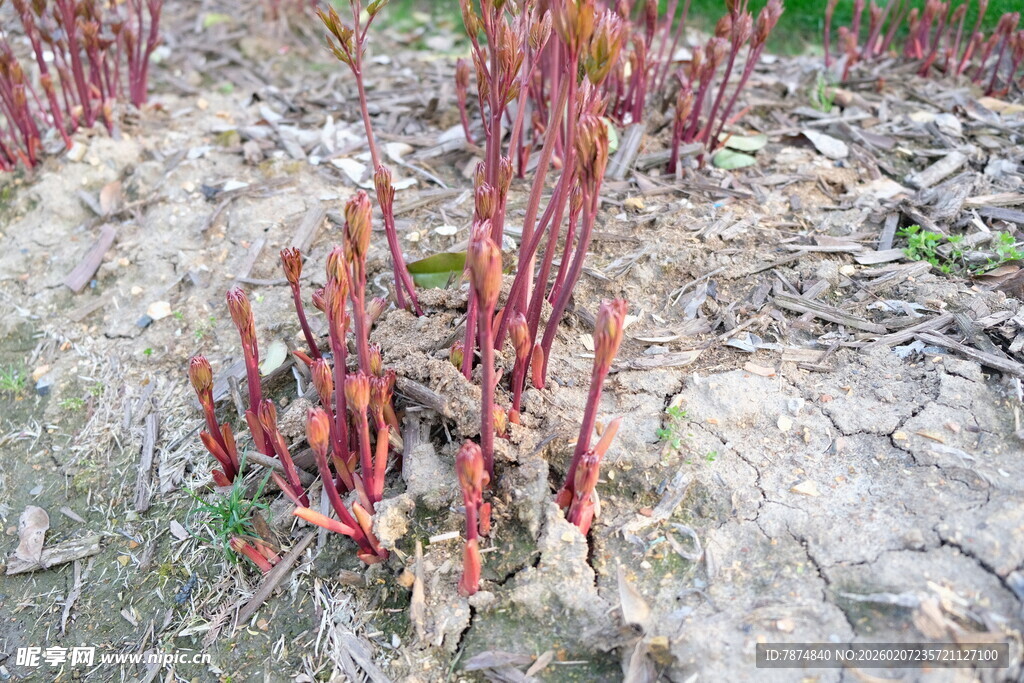 红茎植物生长于干裂土地