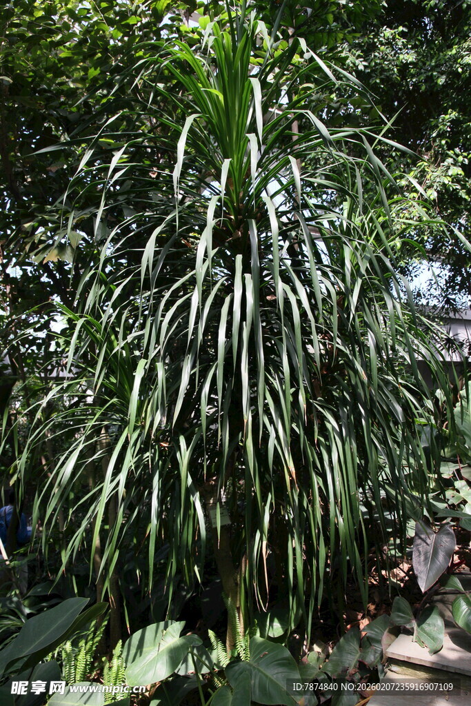 细长叶片的茂盛绿植