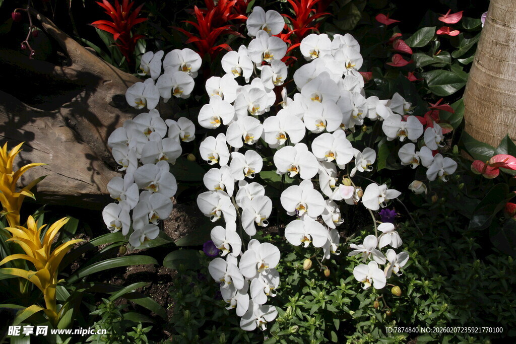 白色花卉绽放于绿植间