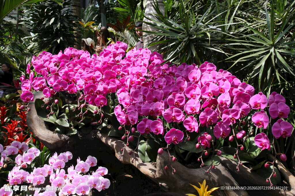 艳丽绽放的粉色花卉景观