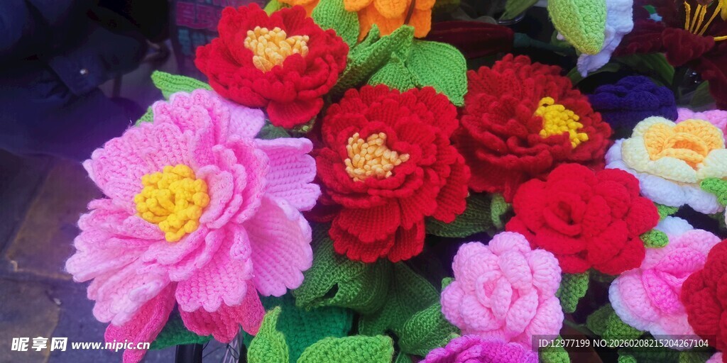 多彩娇艳花卉绽放