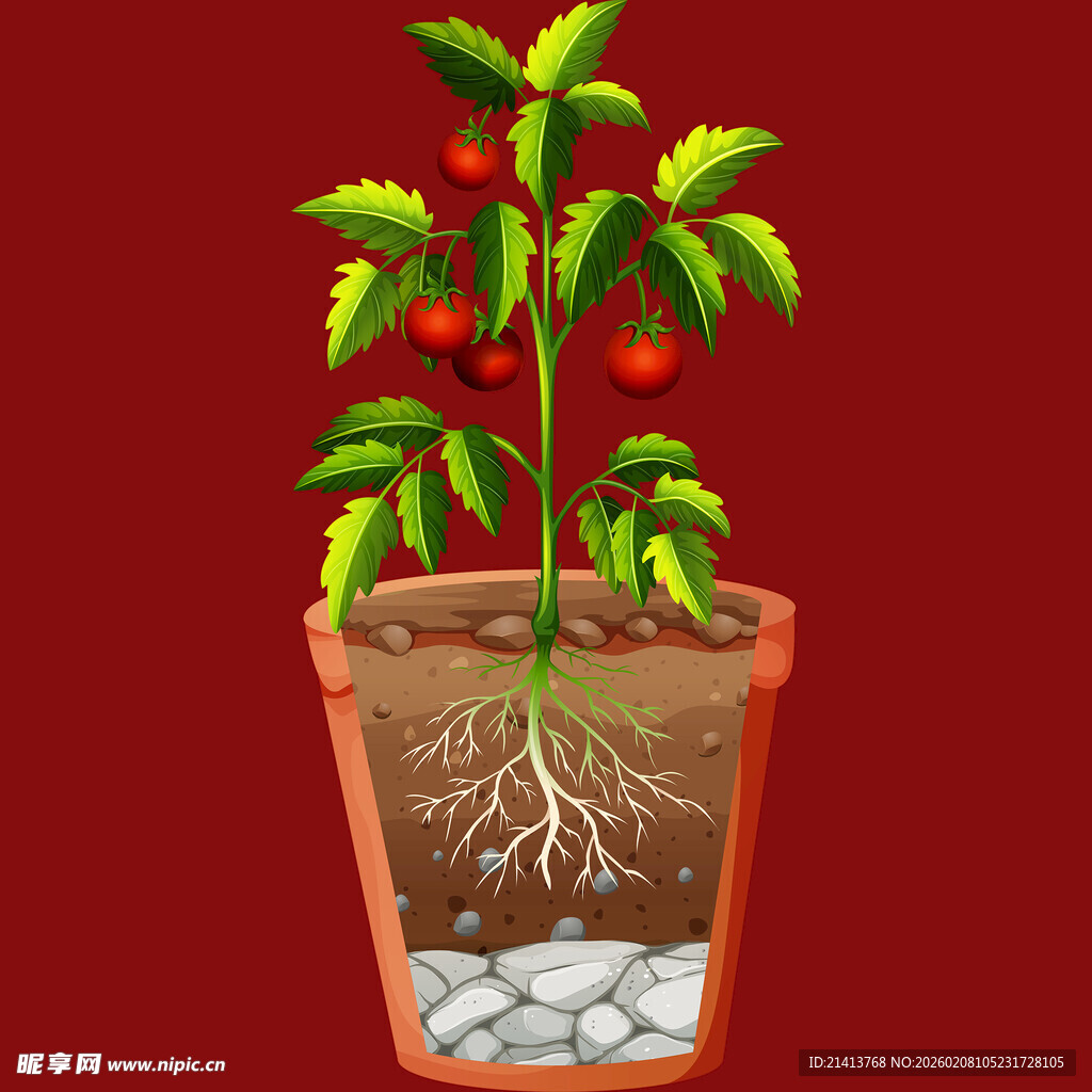 盆栽番茄的根系与植株