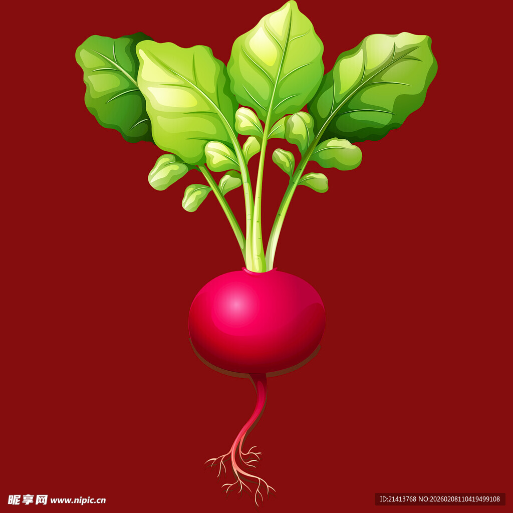 红色萝卜插画