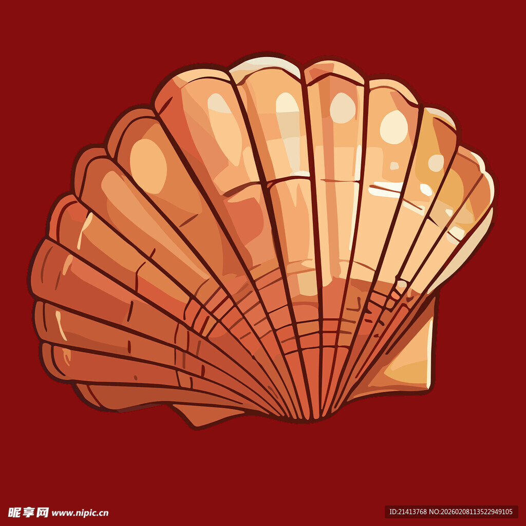 扇形贝壳插画