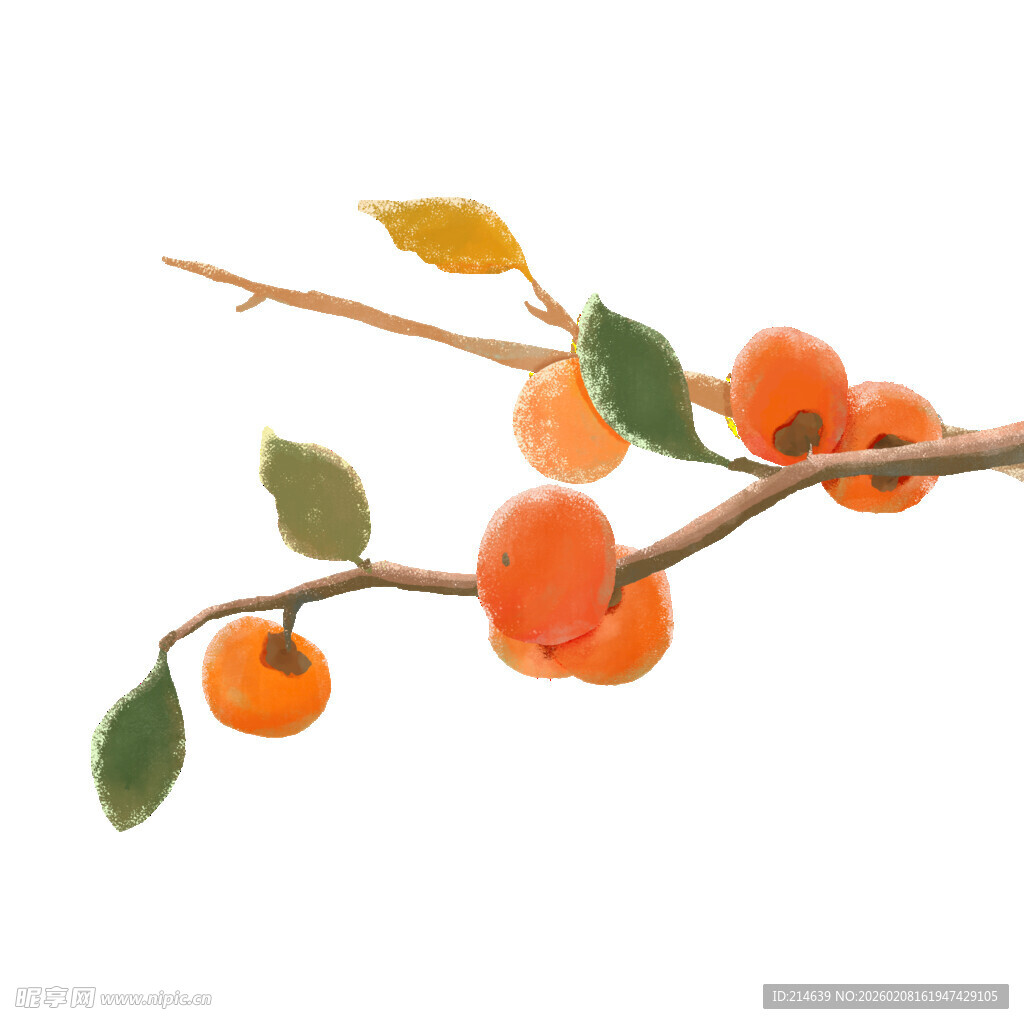 枝头硕果累累的橙色柿子