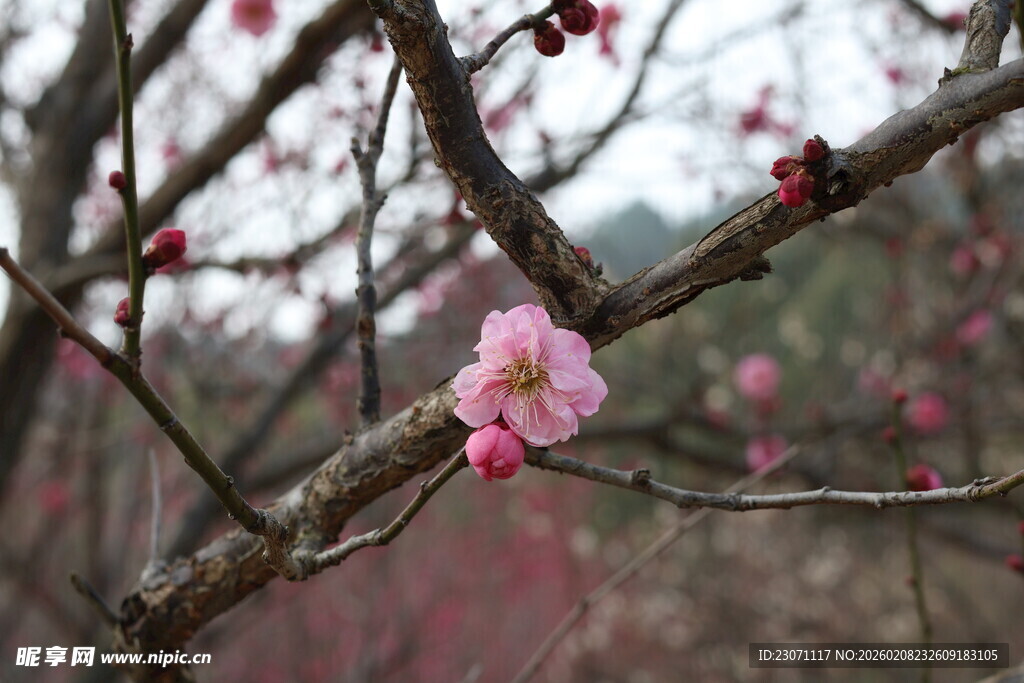枝头绽放的娇艳红色梅花
