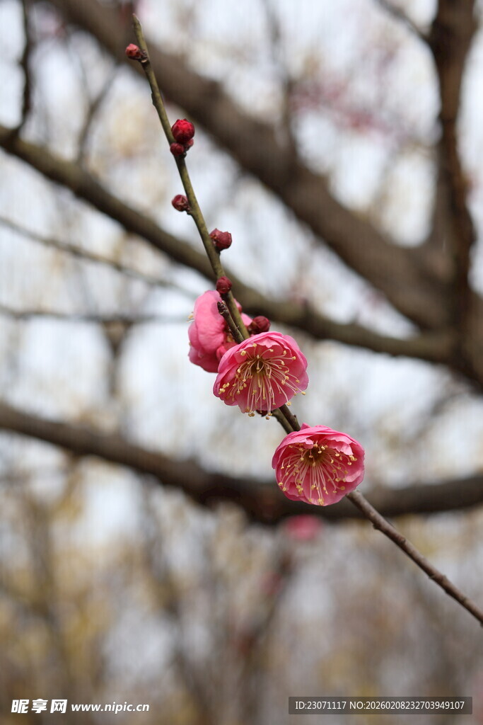 枝头绽放的娇艳红梅花