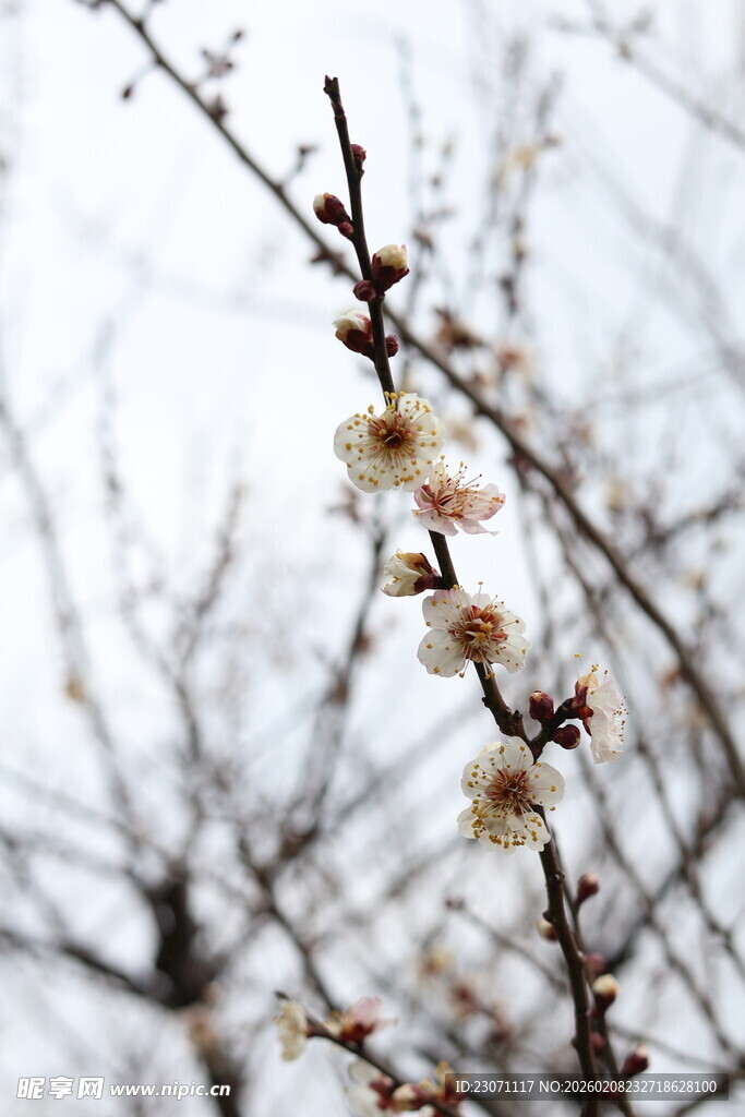 枝头绽放的白梅花