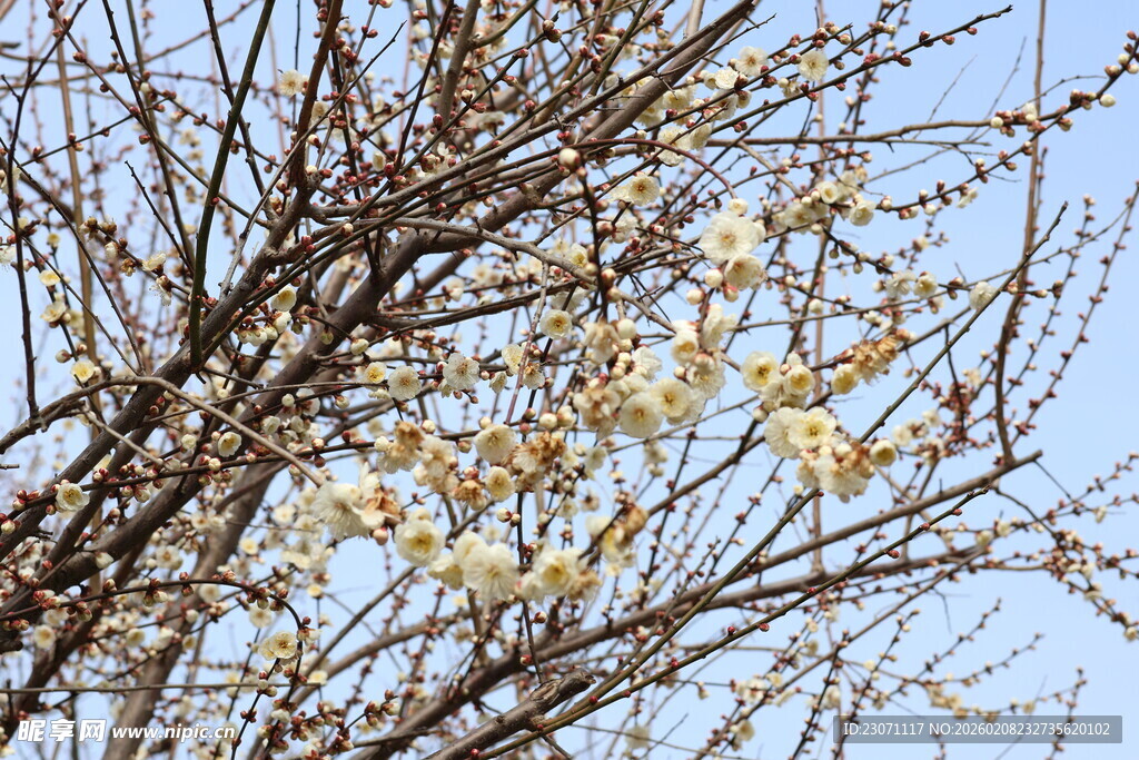 枝头绽放的素雅白梅