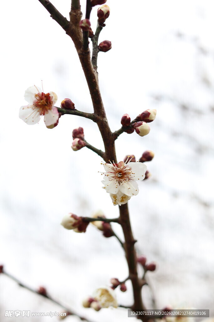 枝头绽放的素雅梅花