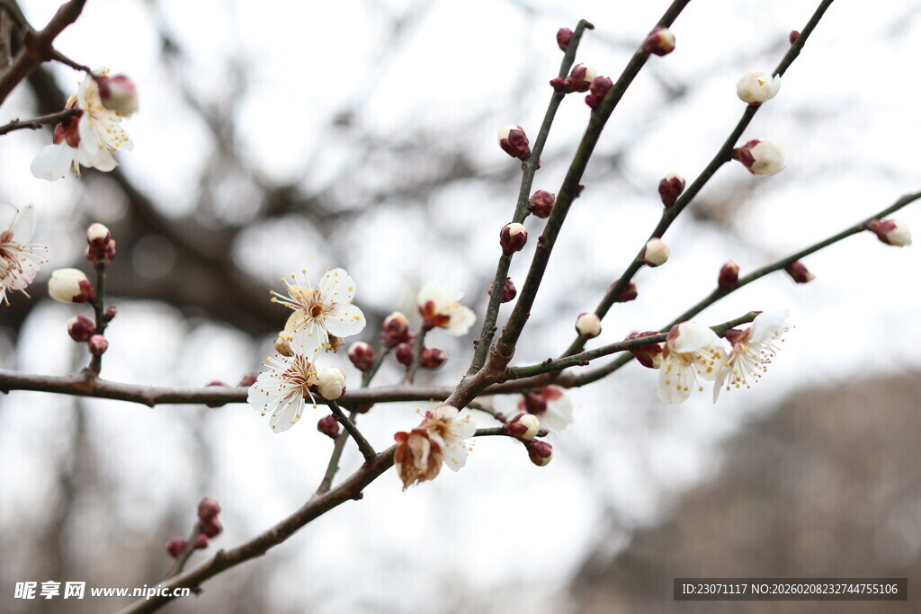 枝头绽放的素雅白梅花