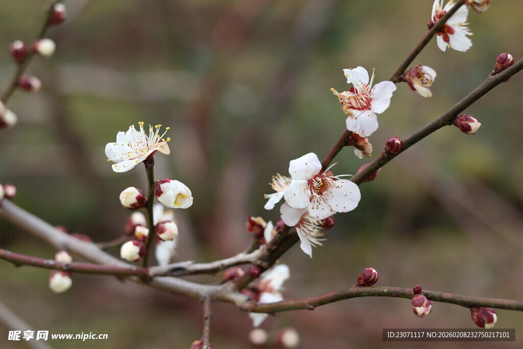 枝头绽白梅