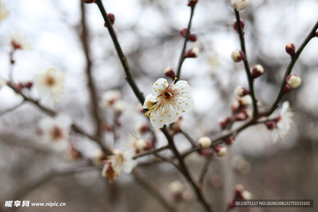 枝头绽放的素雅白梅花