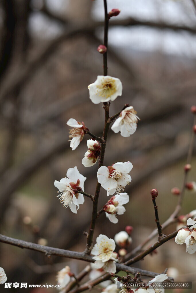 枝头绽放的清新白梅花