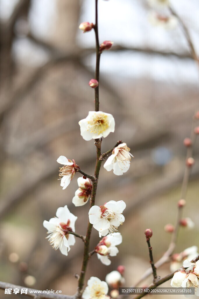 枝头绽放的素雅白梅花
