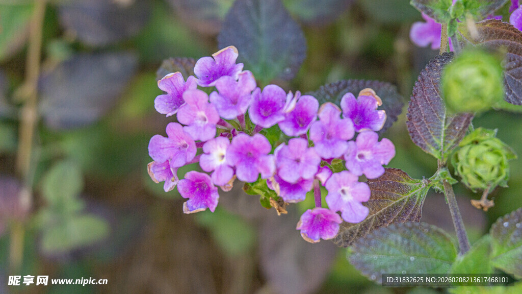 蔓马缨丹 紫色小花绽放自然间