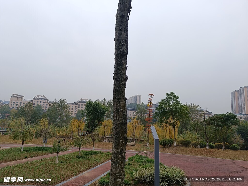 城市公园中的树木景观