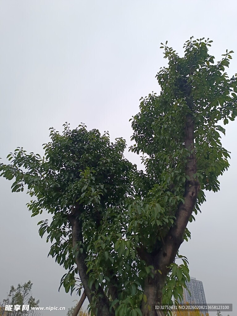 奇特造型的茂盛树木