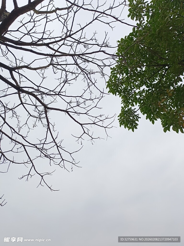 仰视光秃树枝与绿叶