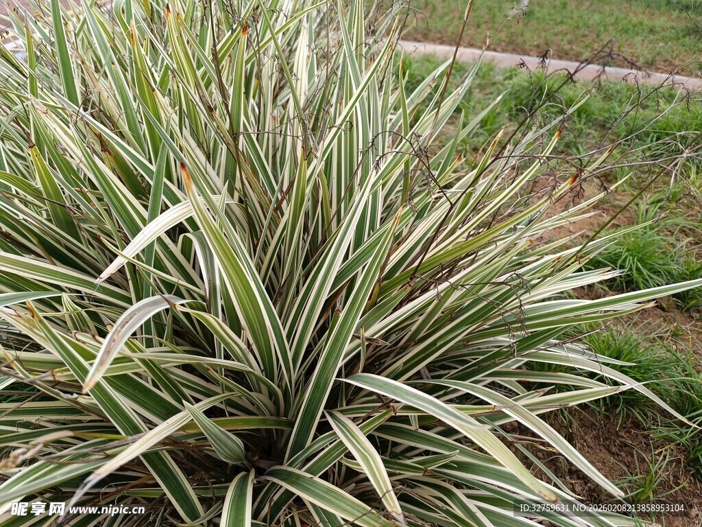 银边龙舌兰植物特写