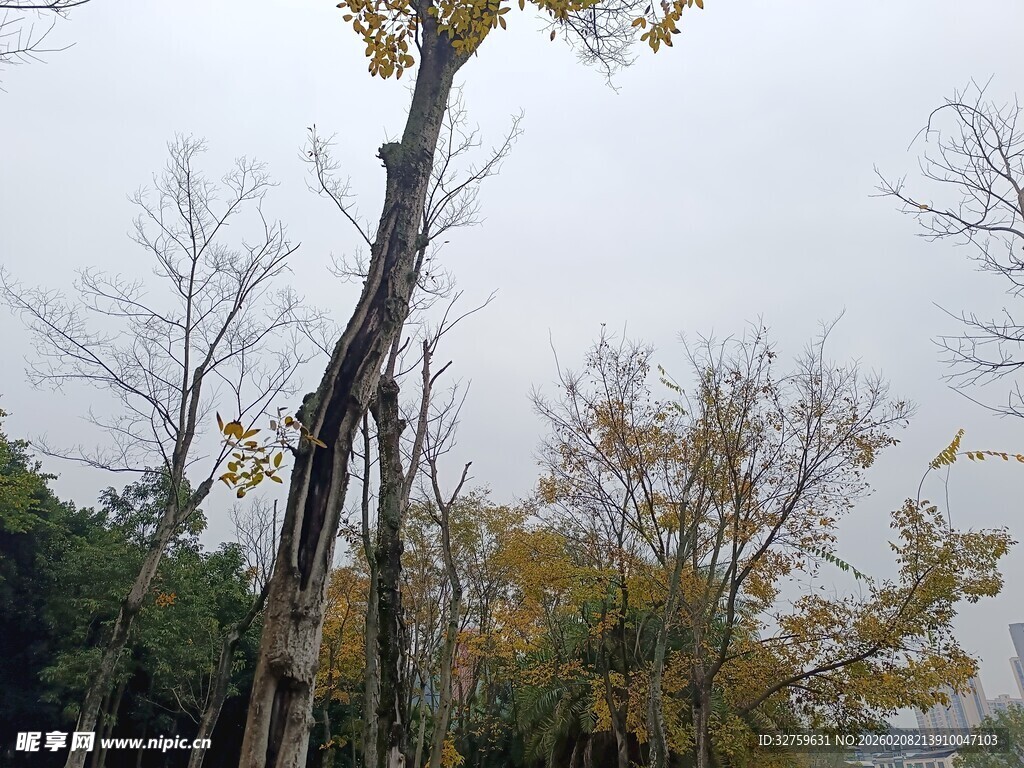 秋日树林中的挺拔树木