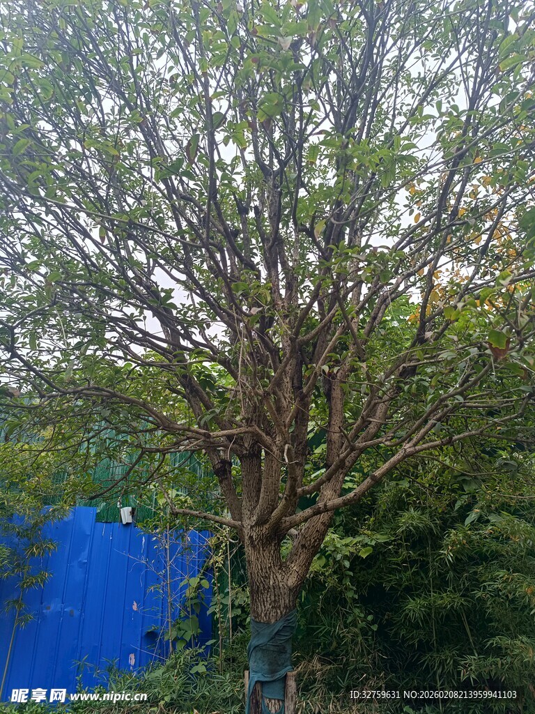 繁茂大树与背后蓝色景致