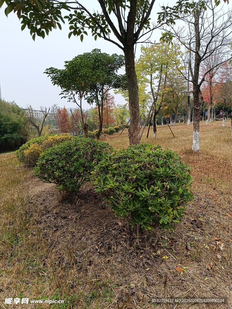 秋日公园绿植景致