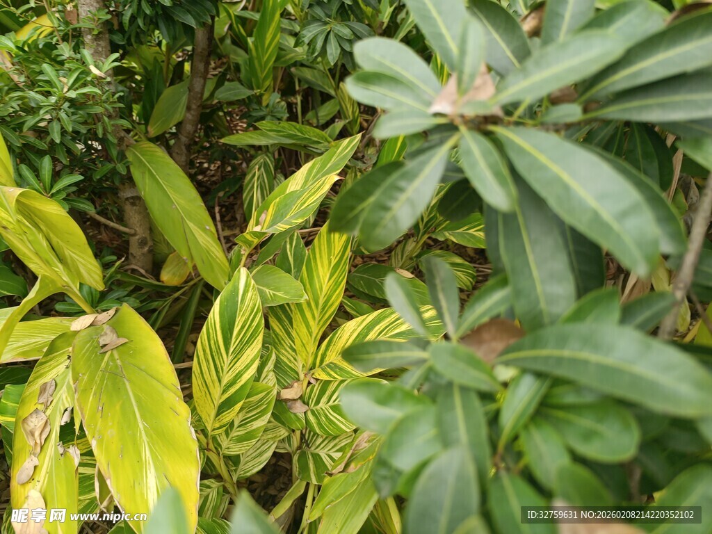 繁茂绿植 