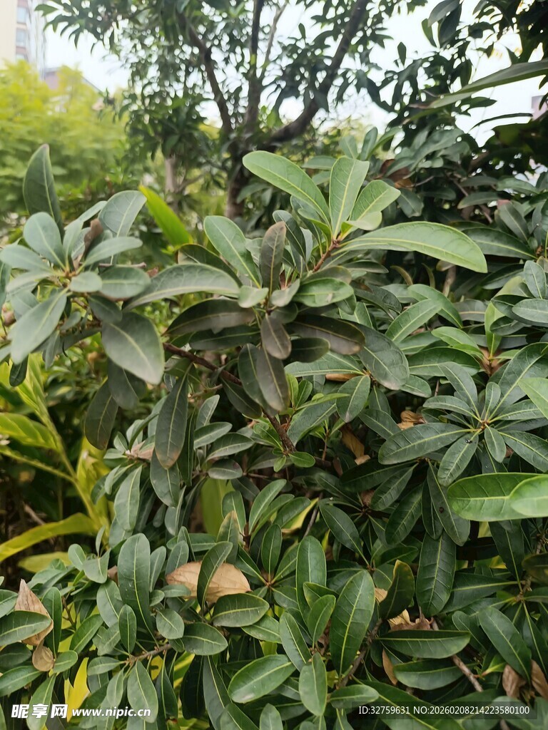 繁茂绿植展现自然生机
