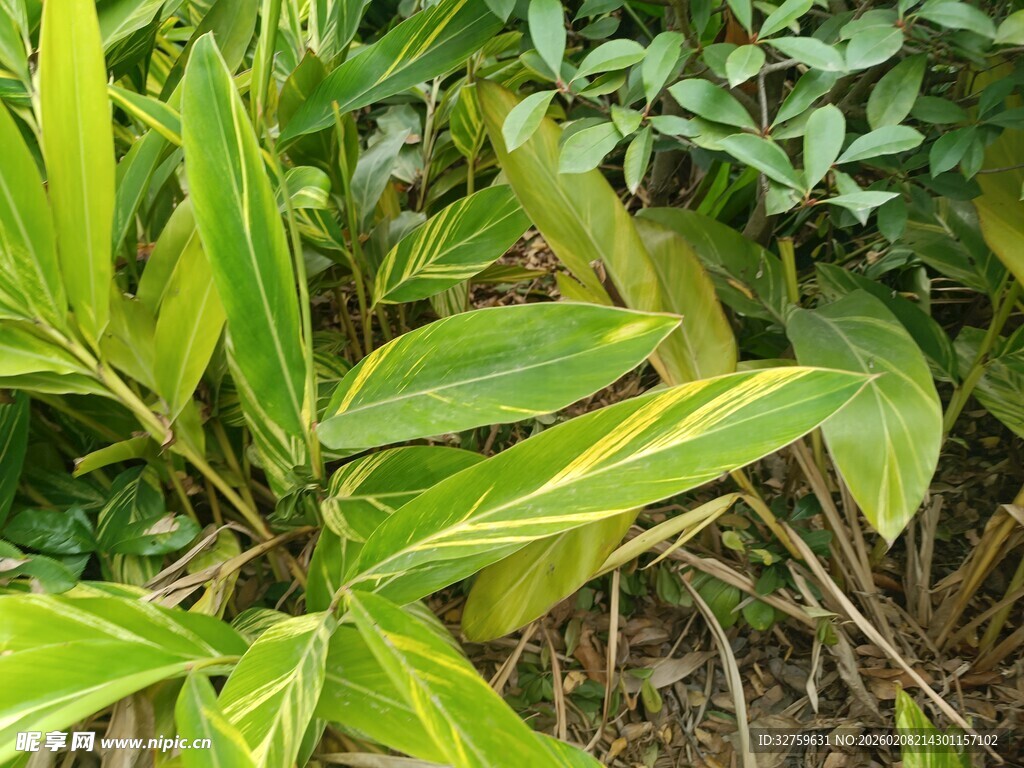 翠绿斑斓的热带观叶植物