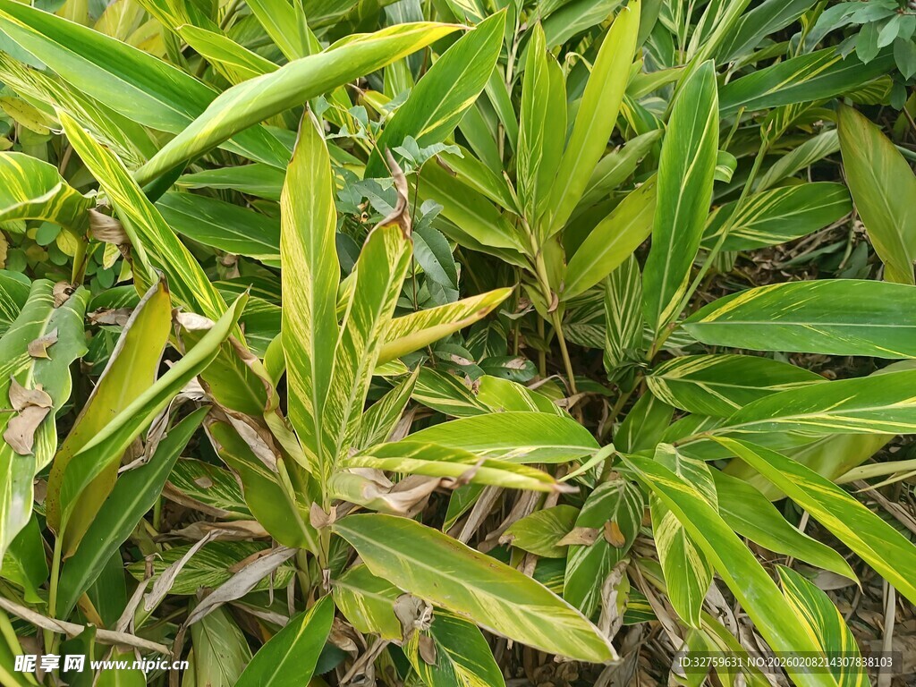 翠绿丛生的狭长叶片植物
