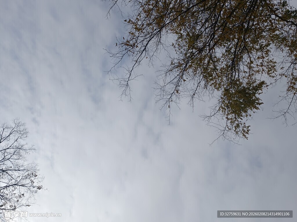 仰视天空中的树木与云朵