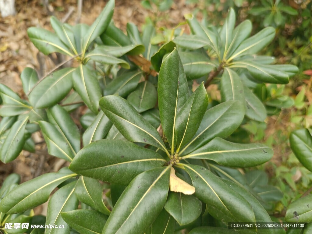 绿叶繁茂的植物特写