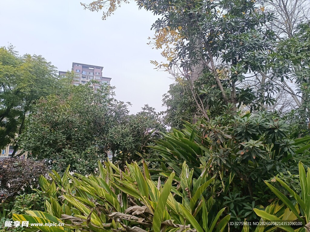 绿意盎然的户外植物景观