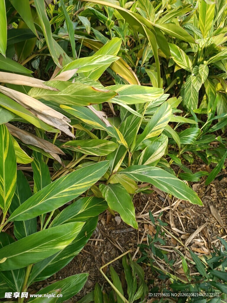 翠绿繁茂的植物景观