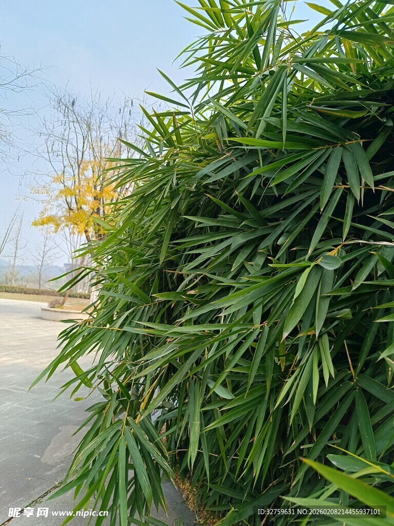 路边翠绿竹子景观