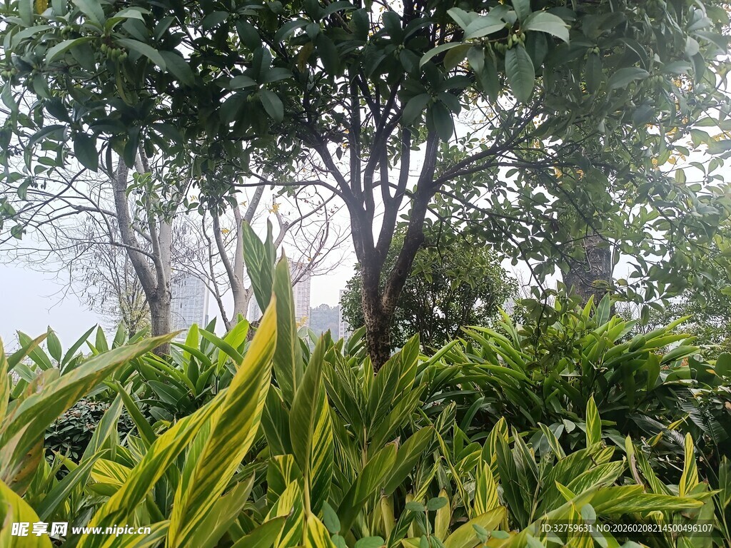 雾中繁茂绿植景观