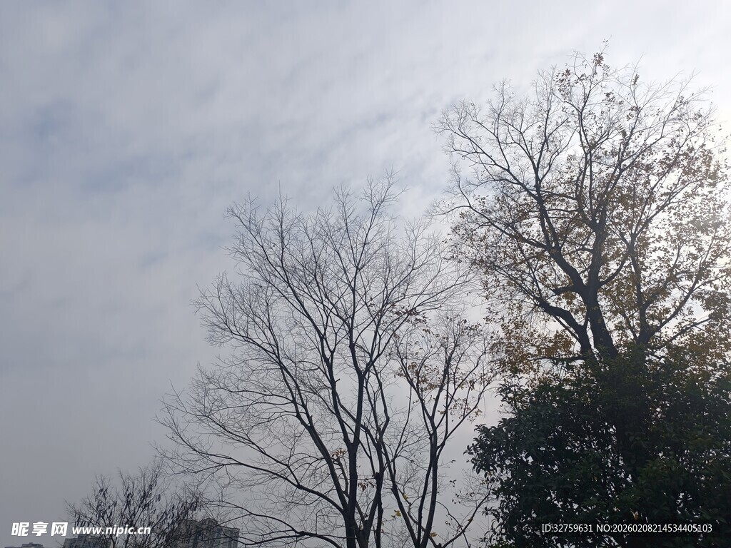 冬日枯树与朦胧天空