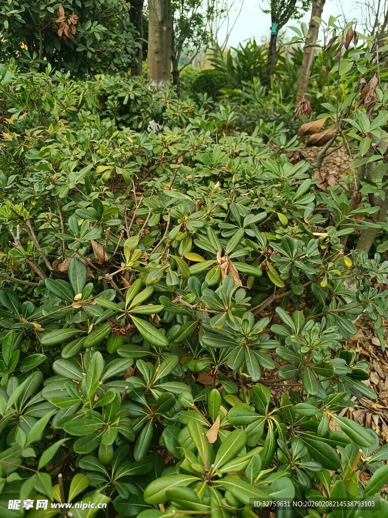 繁茂绿植景观