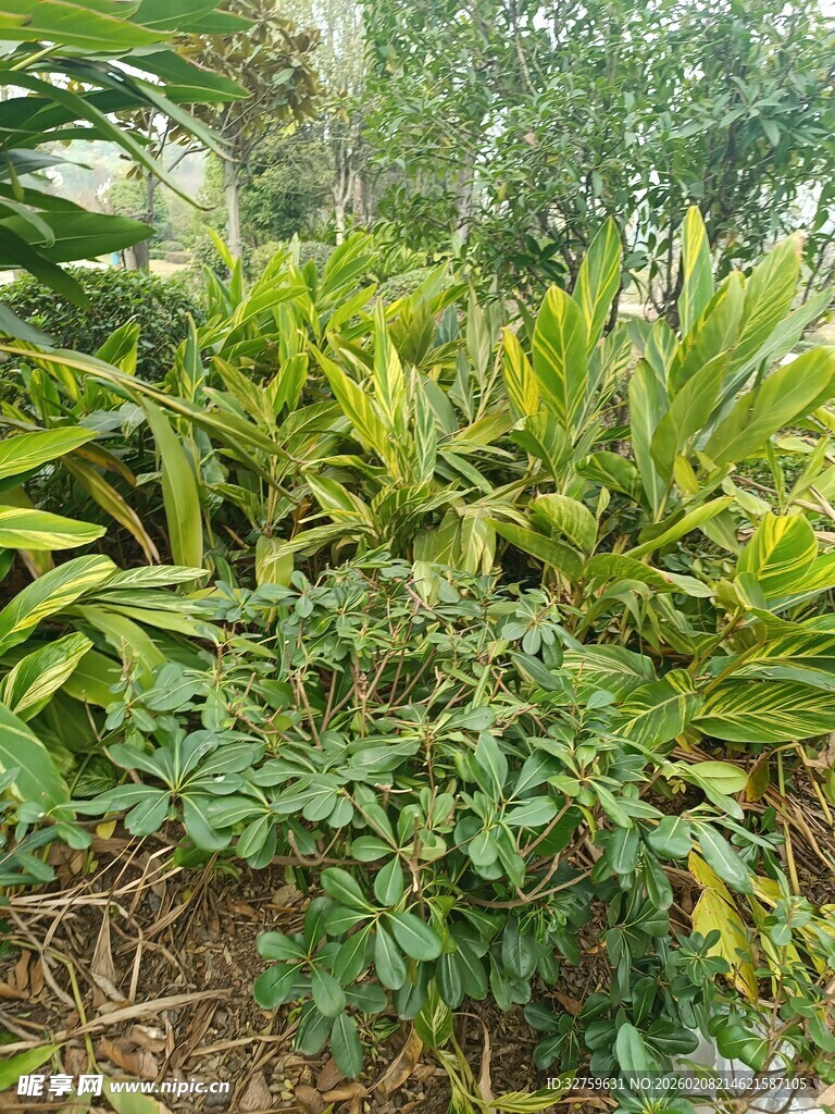 繁茂绿植景观