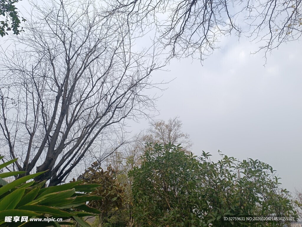 阴天中的树木与绿植景观