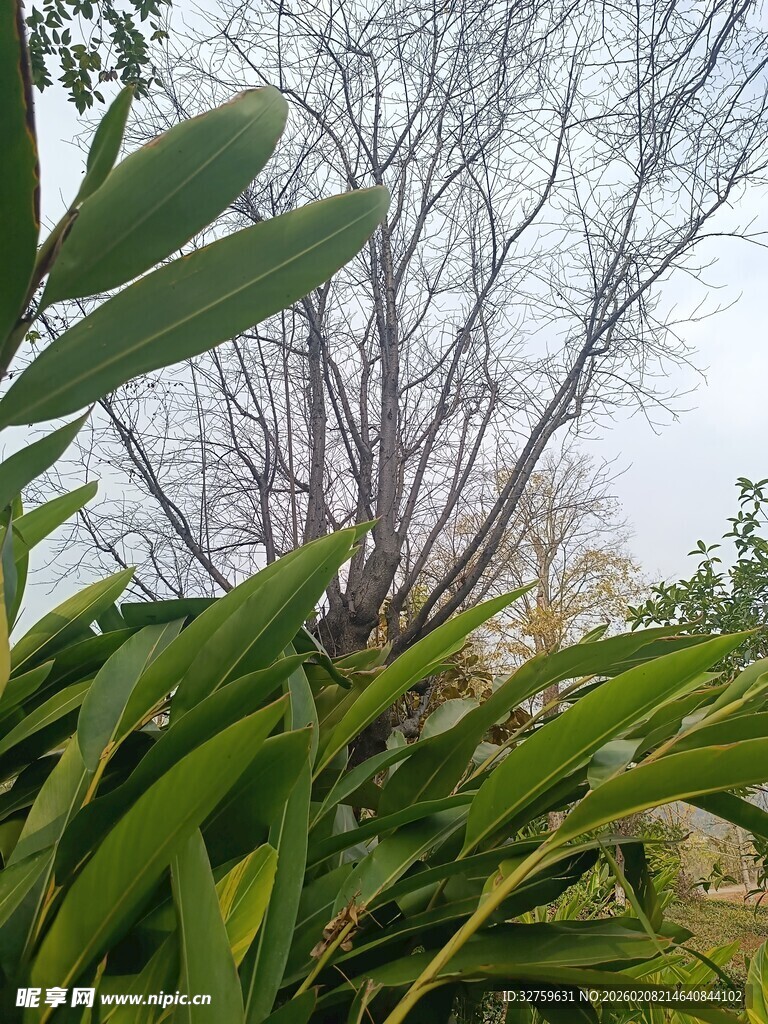 绿叶间的枯树景象