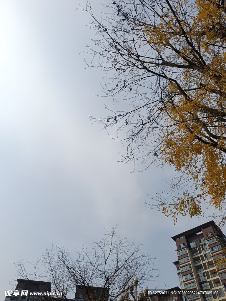 秋日树梢下的楼宇景象