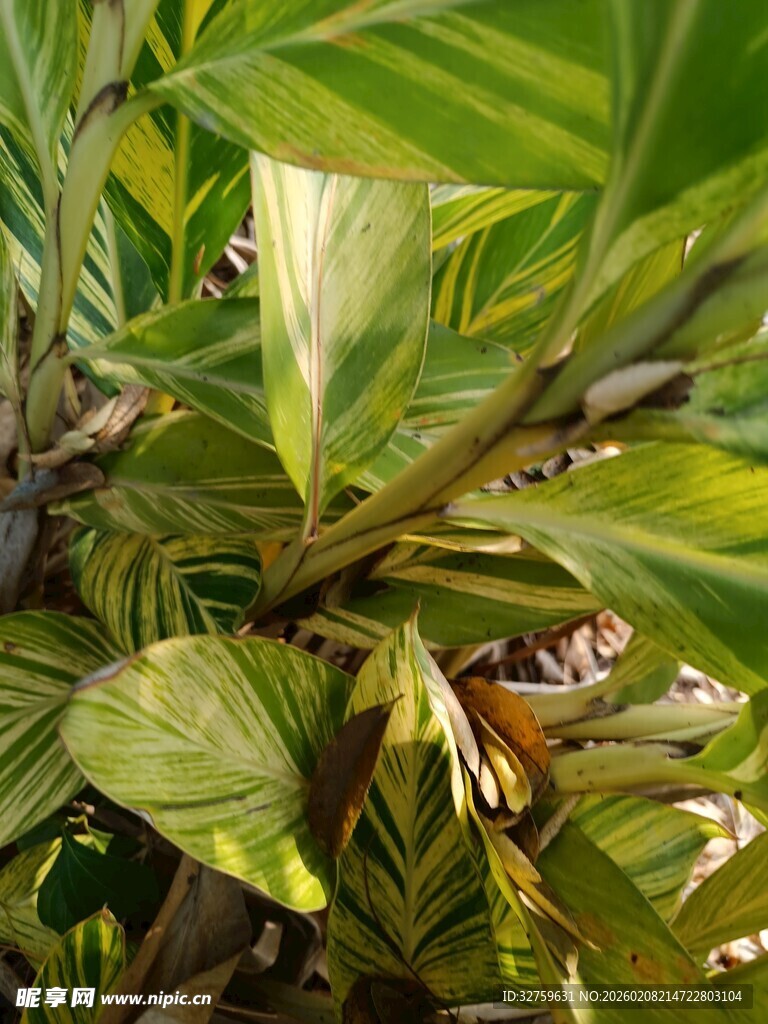 翠绿斑斓的植物叶片特写
